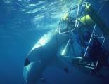 Inmersión avistamiento tiburones Inmersión avistamiento tiburones